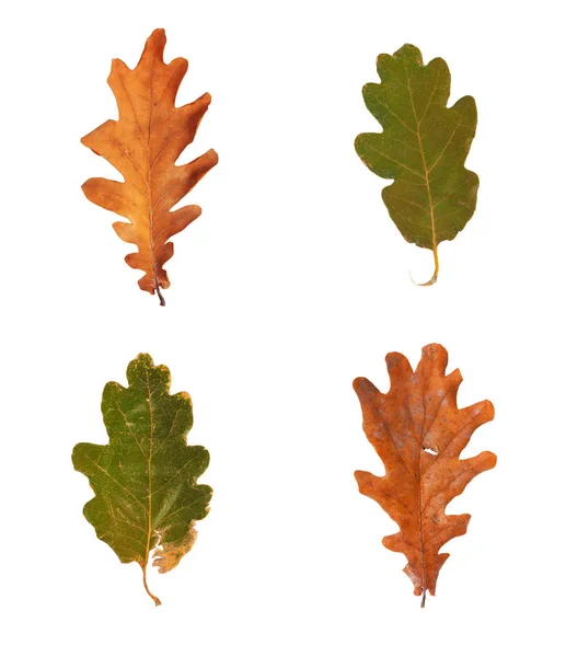 Set dried autumn oak leaves isolated on background — Stock Photo, Image