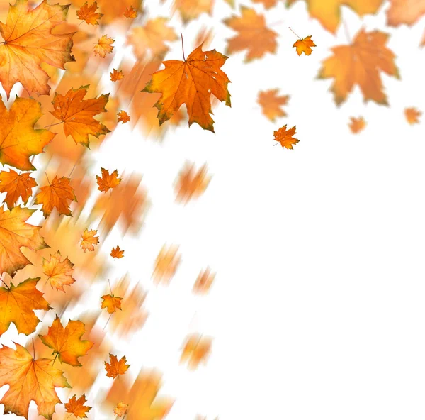 Orange autumnal branch of  tree on  isolated background — Stock Photo, Image