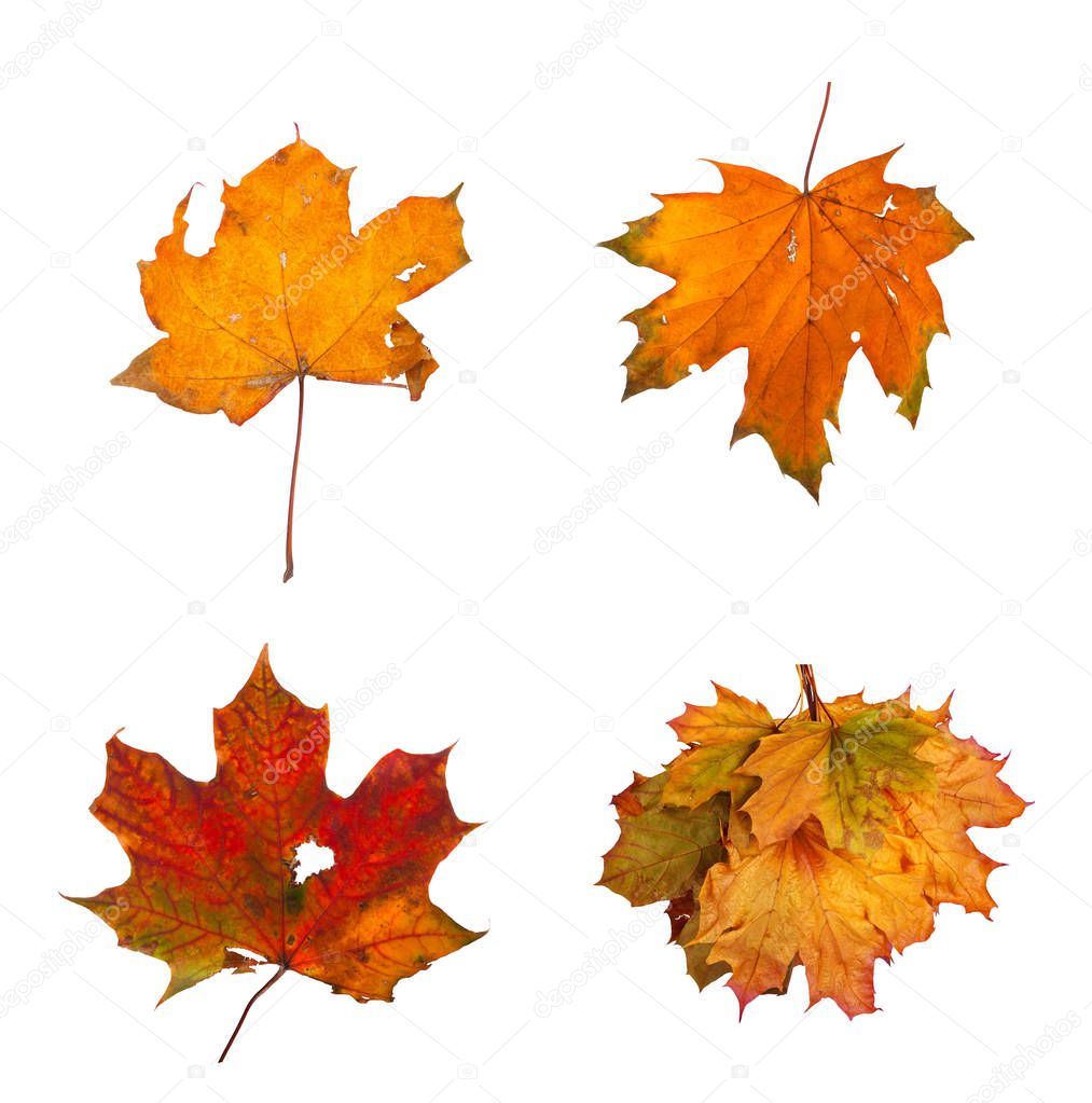 Set the autumn maple branch with leaves isolated 