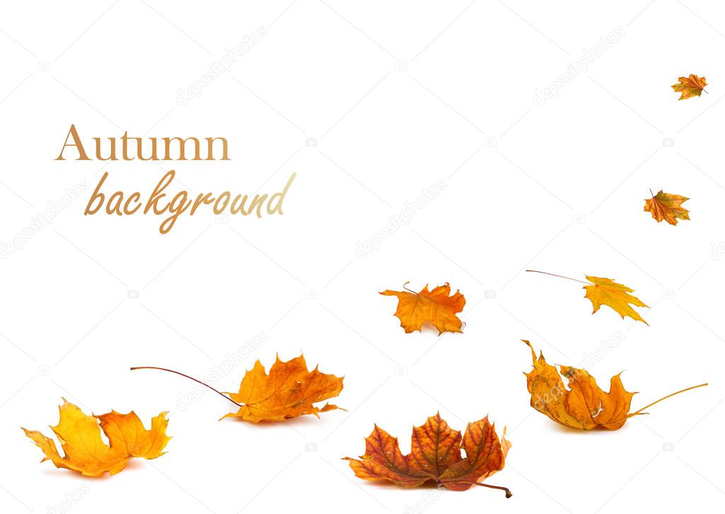 Autumn maple branch with leaves isolated on background