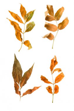 Akçaağaç şube ile izole yaprakları sonbaharda ayarla