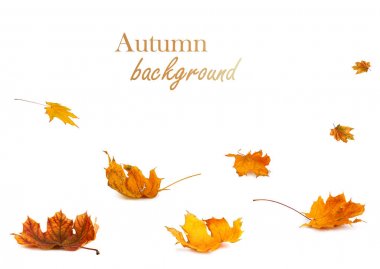 Sonbahar akçaağaç şube ile izole üzerinde arka plan bırakır