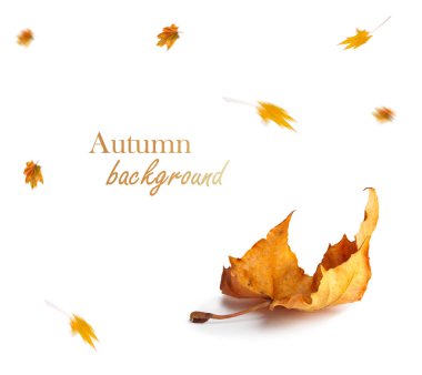 Sonbahar akçaağaç şube ile izole üzerinde arka plan bırakır