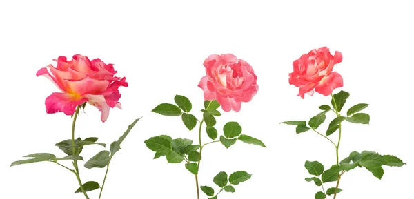 Beyaz arka plan üzerinde izole tasarımı için güzel pembe güller — Stok fotoğraf