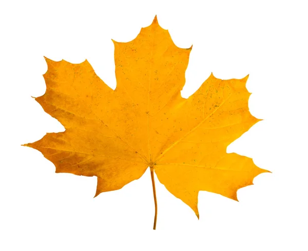 Jesień klon oddział z liści na białym tle — Zdjęcie stockowe