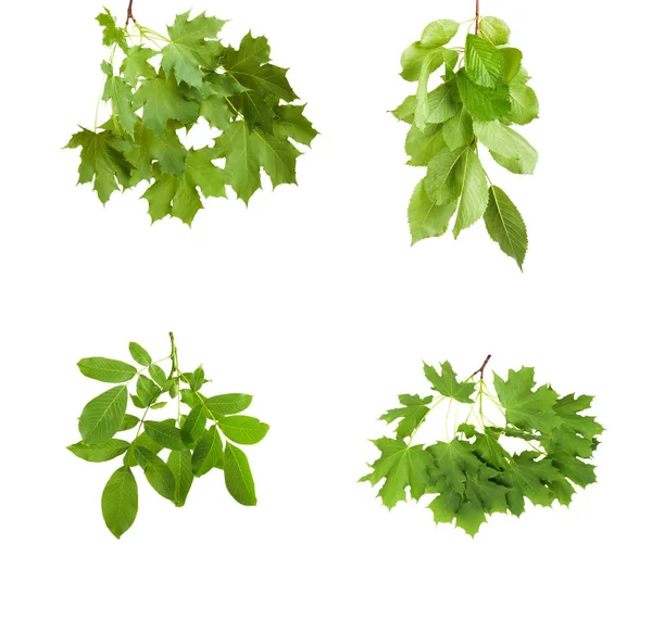 Větev se zelenými listy izolované na bílém pozadí — Stock fotografie