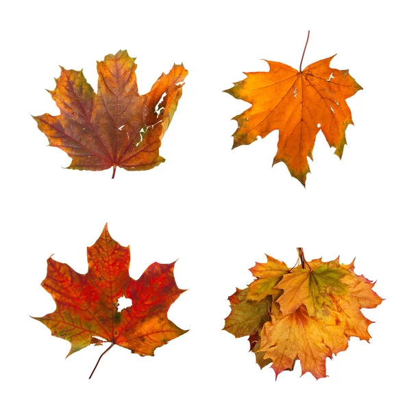 Définir la branche d'érable d'automne avec des feuilles isolées — Photo