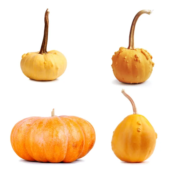 Set the big yellow pumpkin on isolated background — Stock Photo, Image