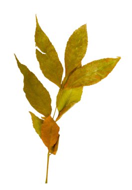 Sonbahar akçaağaç şube ile izole bırakır