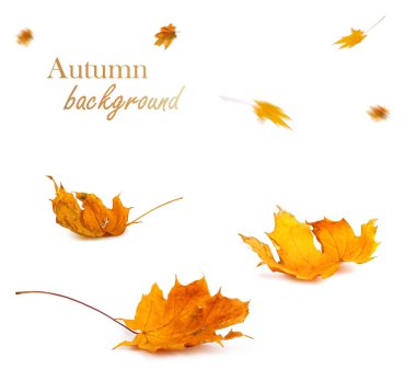 Sonbahar akçaağaç şube ile izole üzerinde arka plan bırakır