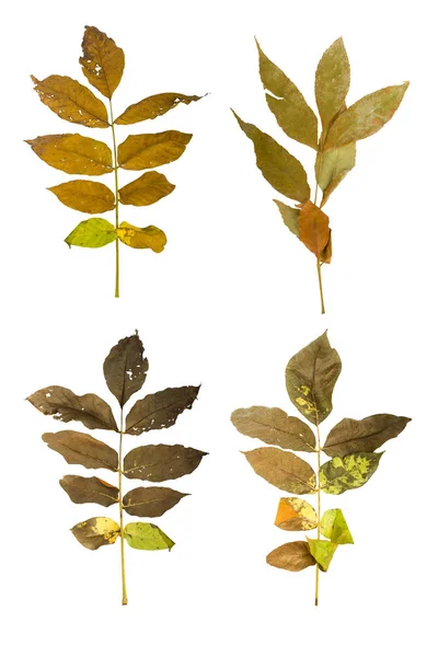 Definir o ramo de bordo outono com folhas isoladas — Fotografia de Stock