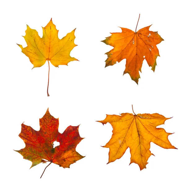 Establecer la rama de arce de otoño con hojas aisladas —  Fotos de Stock