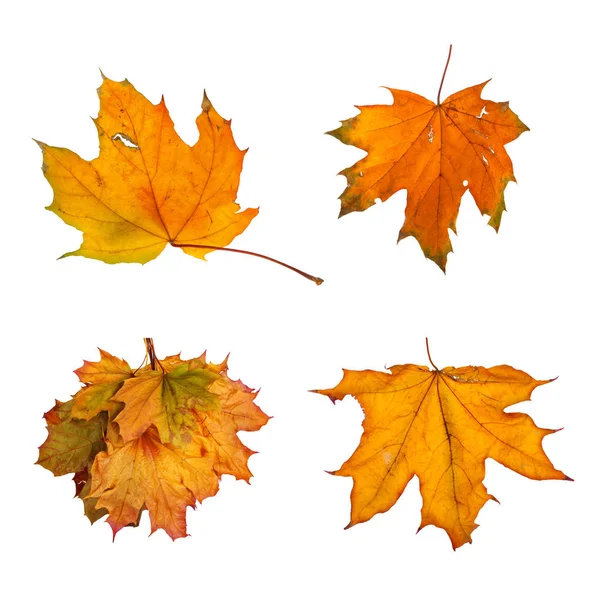 Establecer la rama de arce de otoño con hojas aisladas —  Fotos de Stock