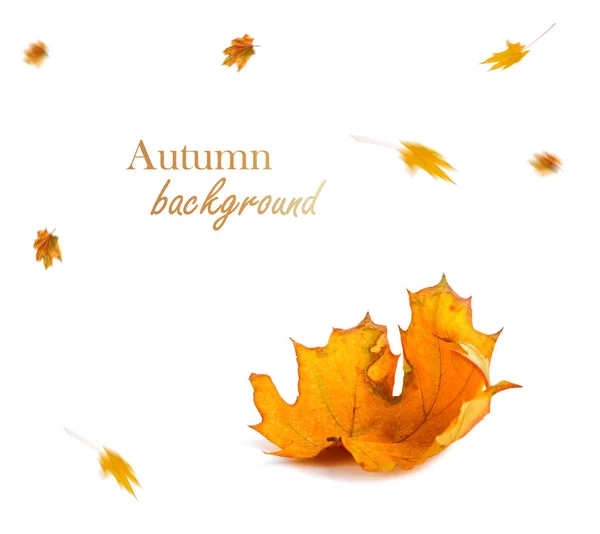 Hösten lönn gren med löv isolerade på bakgrund — Stockfoto