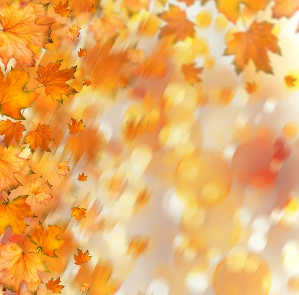 Orange autumnal branch of  tree on abstract background — Stock Photo, Image