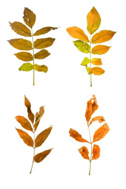 Akçaağaç şube ile izole yaprakları sonbaharda ayarla