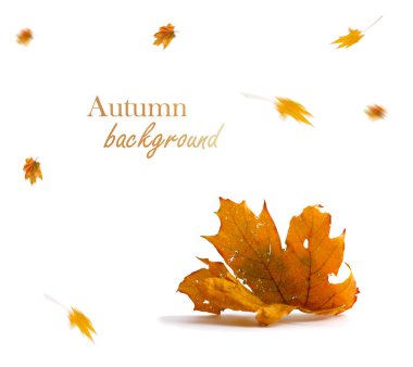 Sonbahar akçaağaç şube ile izole üzerinde arka plan bırakır