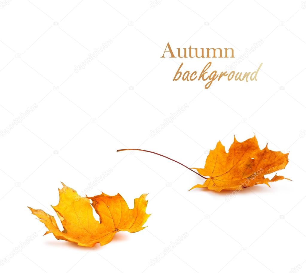 Autumn maple branch with leaves isolated on background