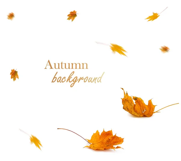 Осенняя ветвь клена с листьями на заднем плане — стоковое фото