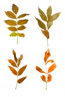 Akçaağaç şube ile izole yaprakları sonbaharda ayarla