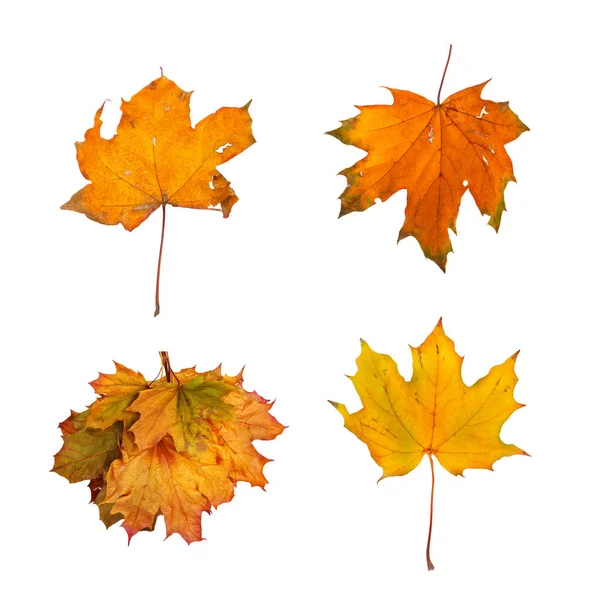 Définir la branche d'érable d'automne avec des feuilles isolées — Photo