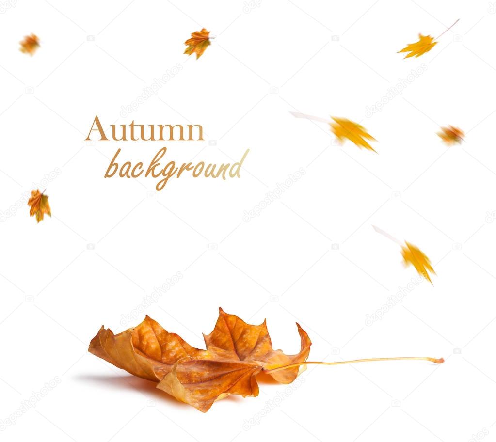 Autumn maple branch with leaves isolated on background