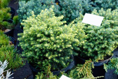 Piyasadaki kozalaklı ağaç tohumları ve toprağı olan bir sürü siyah çömlek..  