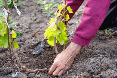 Yaşlı emekli adam üzüm genç asma bakımı, onun bahçesinde açık havada