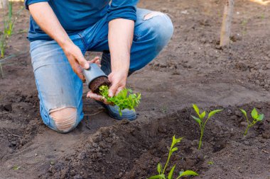 Çiftçi sebze bahçesinde maydanoz genç fide dikim. 
