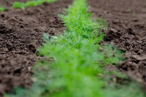 Letto di aneto verde fresco nel giardino del villaggio — Foto Stock