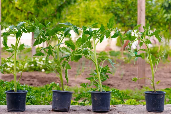 Małe zielone kiełkowe pomidory roślin na doniczce przed sadzeniem — Zdjęcie stockowe