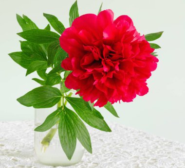 One beautiful pink peony in glass vase on  table