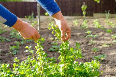 Dış bahçede bektaşi üzümü çalısı ile bakan adam. Güçlü el yakın
