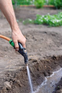 Bahçede domates ve biber tohumu sulayan çiftçi adam. Eller yukarı.