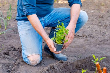 Çiftçi sebze bahçesinde maydanoz fideleri dikiyor. Güçlü eller yakın.