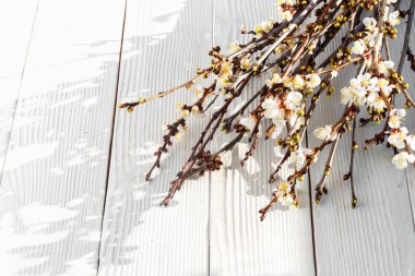 Beyaz ahşap bir masada güzel çiçek açan kiraz dalları. Boşluğu kopyala..