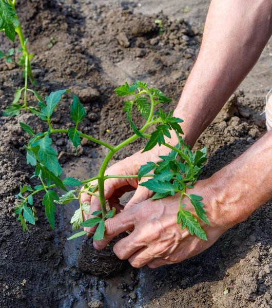 Farmer planting young seedlings of tomato in vegetable garden. Strong hands close up