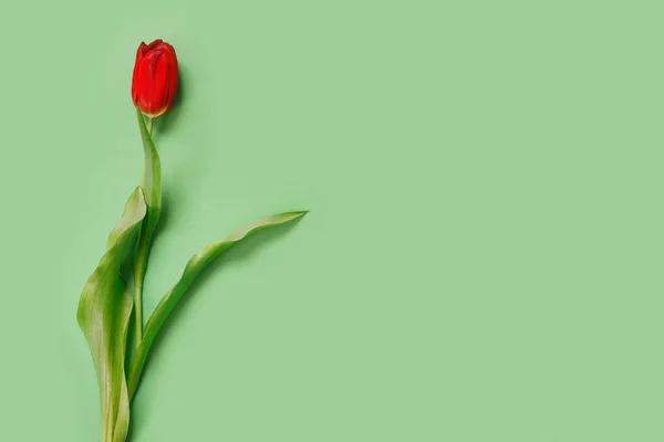Один Прекрасный Красный Тюльпан Тонком Зеленом Фоне Вид Сверху Местом — стоковое фото