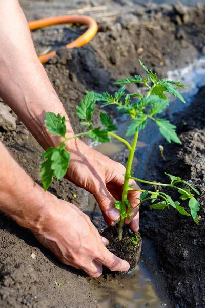 Man Farmer Planting Tomato Seedlings Garden Outdoors Strong Hands Close Royalty Free Stock Images