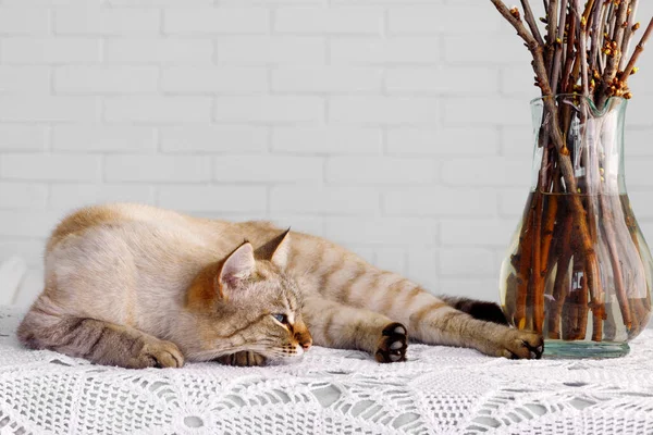 Rode Pluizig Siamees Kattenkop Slaapt Achtergrond Van Baksteen Muur Kopieer — Stockfoto