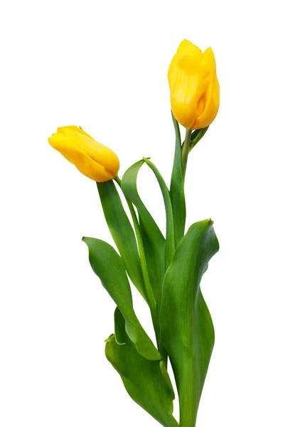 Kytice Dvou Krásných Žlutých Tulipánů Bílém Izolovaném Pozadí — Stock fotografie