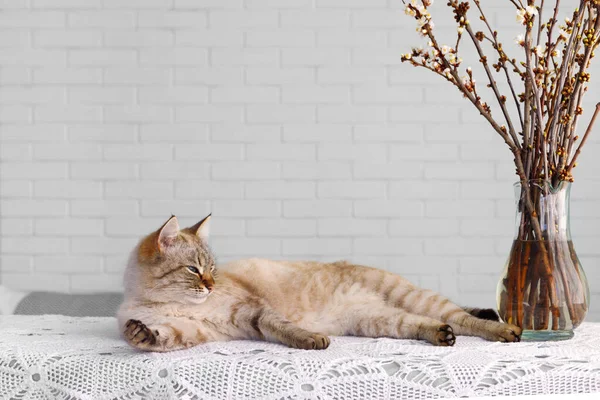 Rode Pluizig Siamees Kattenkop Slaapt Achtergrond Van Baksteen Muur Kopieer — Stockfoto