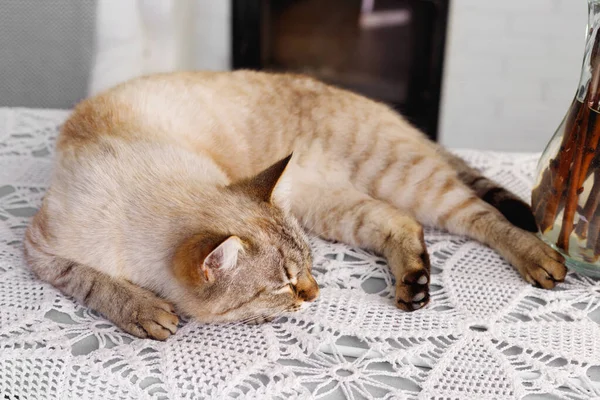 Rode Pluizig Siamees Kattenkop Slaapt Achtergrond Van Baksteen Muur Kopieer — Stockfoto