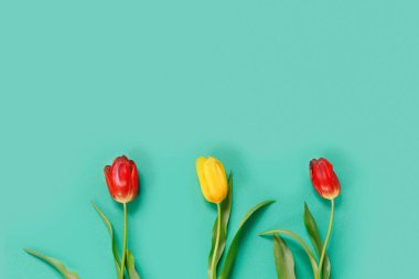 Üç güzel kırmızı ve sarı lale ve narin yeşil arka plan. Metnin için kopyalama alanı olan düz bir üst görünüm oluştur.