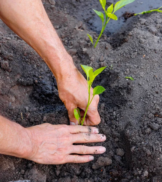 Homem Agricultor Plantando Mudas Pimenta Jardim Livre Mãos Fortes Fechar — Fotografia de Stock