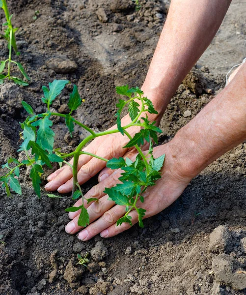 Farmer planting young seedlings of tomato in vegetable garden. Strong hands close up