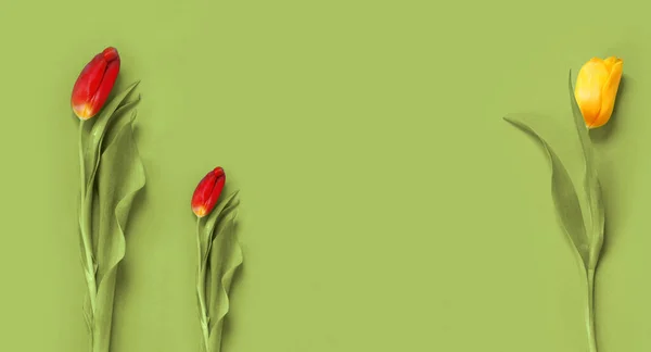 Bellissimo Biglietto Con Tulipani Gialli Rossi Invito Banner Congratulazione — Foto Stock