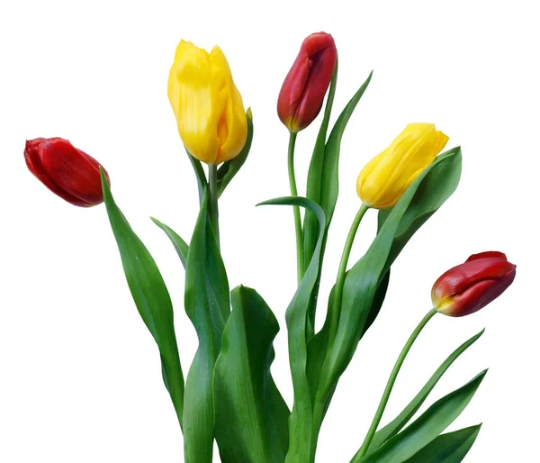 Bellissimo Bouquet Tulipani Gialli Rossi Regalo Sfondo Bianco Isolato — Foto Stock