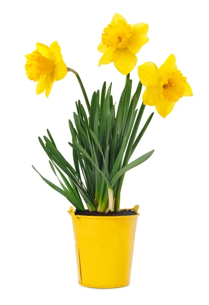 Beautiful Yellow Daffodil Seedling Bucket White Isolated Background — Stock Photo, Image