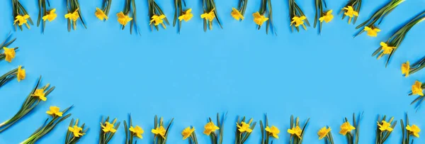 Conjunto Belos Narcisos Amarelos Jazem Sobre Fundo Azul Flat Lay — Fotografia de Stock